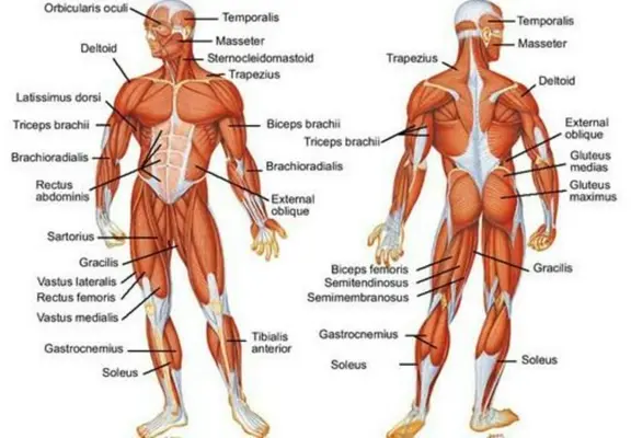 Body Reflexology Point android App screenshot 2