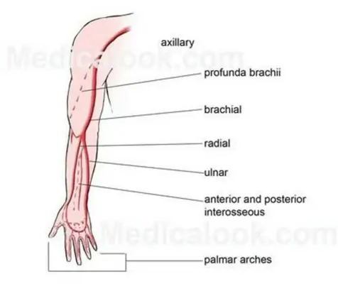 Body Reflexology Point android App screenshot 6